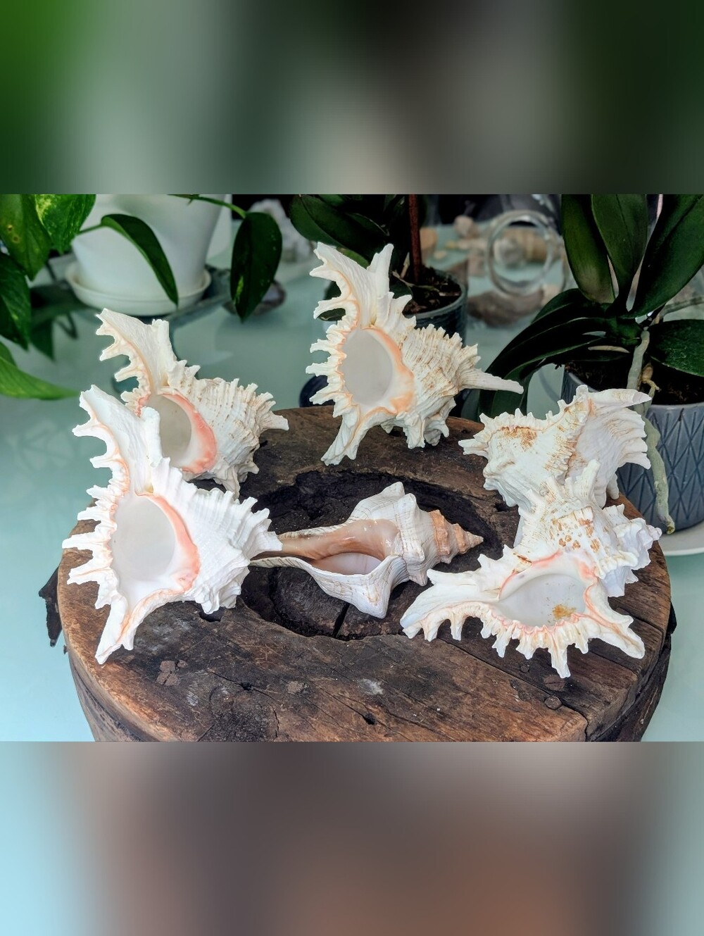 Large Coastal Shell Collection | 6 Large Seashells | Beachy